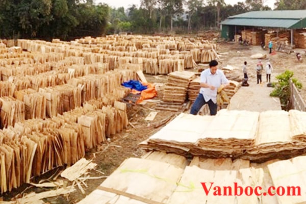 Sản xuất gỗ ván bóc gỗ mỡ