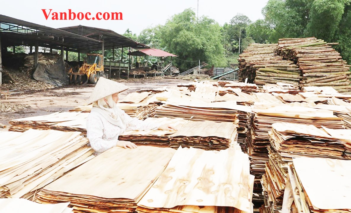 Xưởng xuất khẩu gỗ ván bóc uy tín