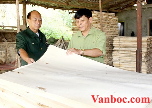 xuất khẩu gỗ ván bóc tăng trưởng