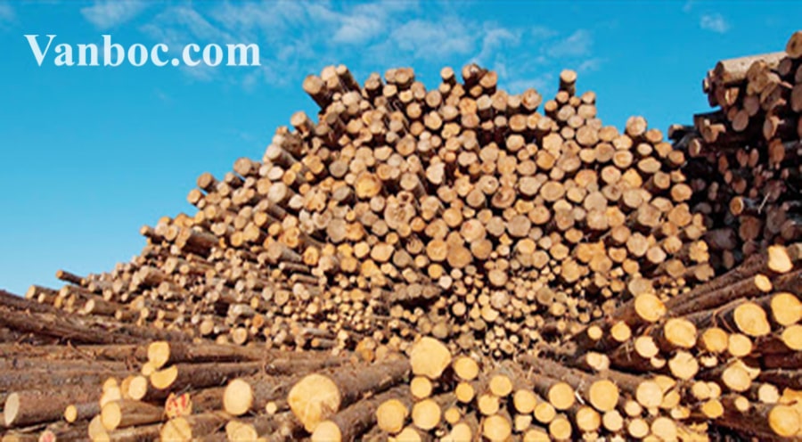 Mô hình sản xuất gỗ bóc
