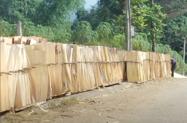 Sản xuất gỗ bán bóc xuất khẩu Ấn Độ